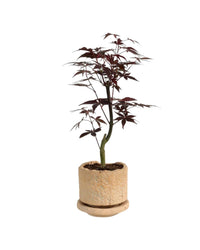 Japanese Maple - coral stone ceramic planter - tall - Gifting plant - Tumbleweed Plants - Online Plant Delivery Singapore