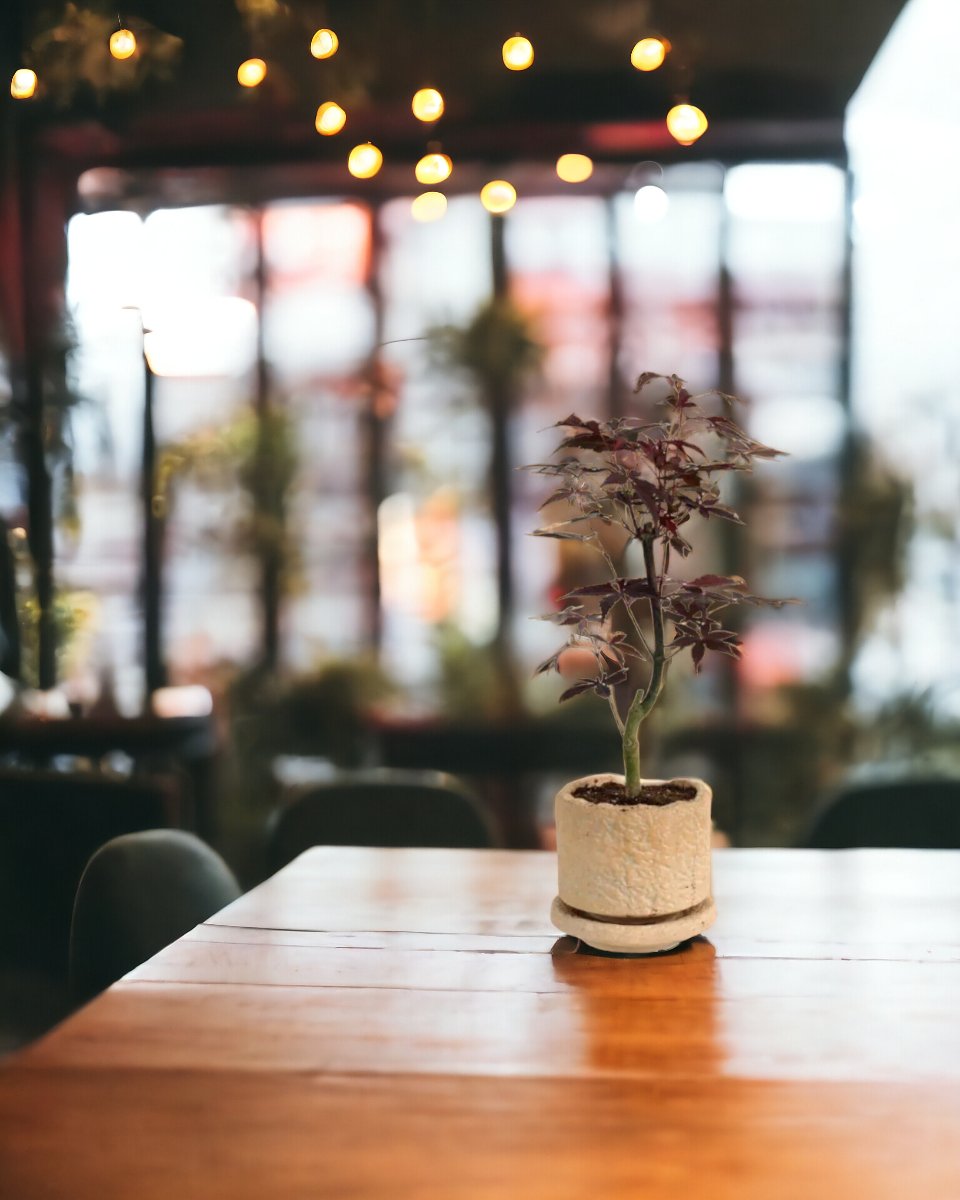 Japanese Maple - coral stone ceramic planter - tall - Gifting plant - Tumbleweed Plants - Online Plant Delivery Singapore