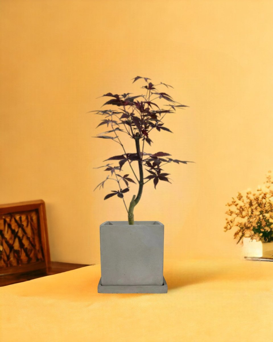 Japanese Maple - smoffy cement planter - square - Potted plant - Tumbleweed Plants - Online Plant Delivery Singapore