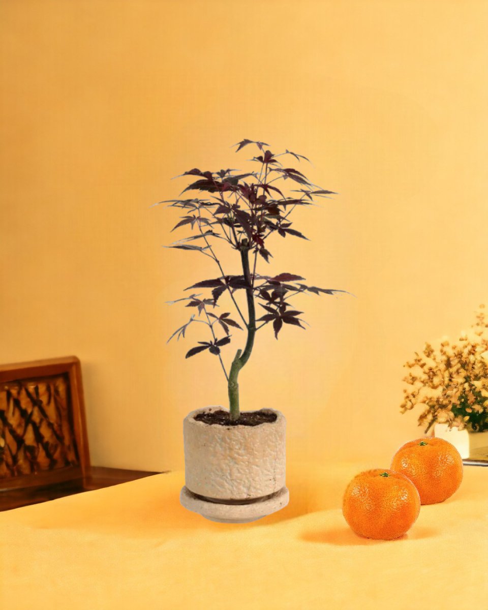 Japanese Maple - coral stone ceramic planter - tall - Gifting plant - Tumbleweed Plants - Online Plant Delivery Singapore
