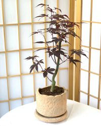 Japanese Maple - coral stone ceramic planter - tall - Gifting plant - Tumbleweed Plants - Online Plant Delivery Singapore