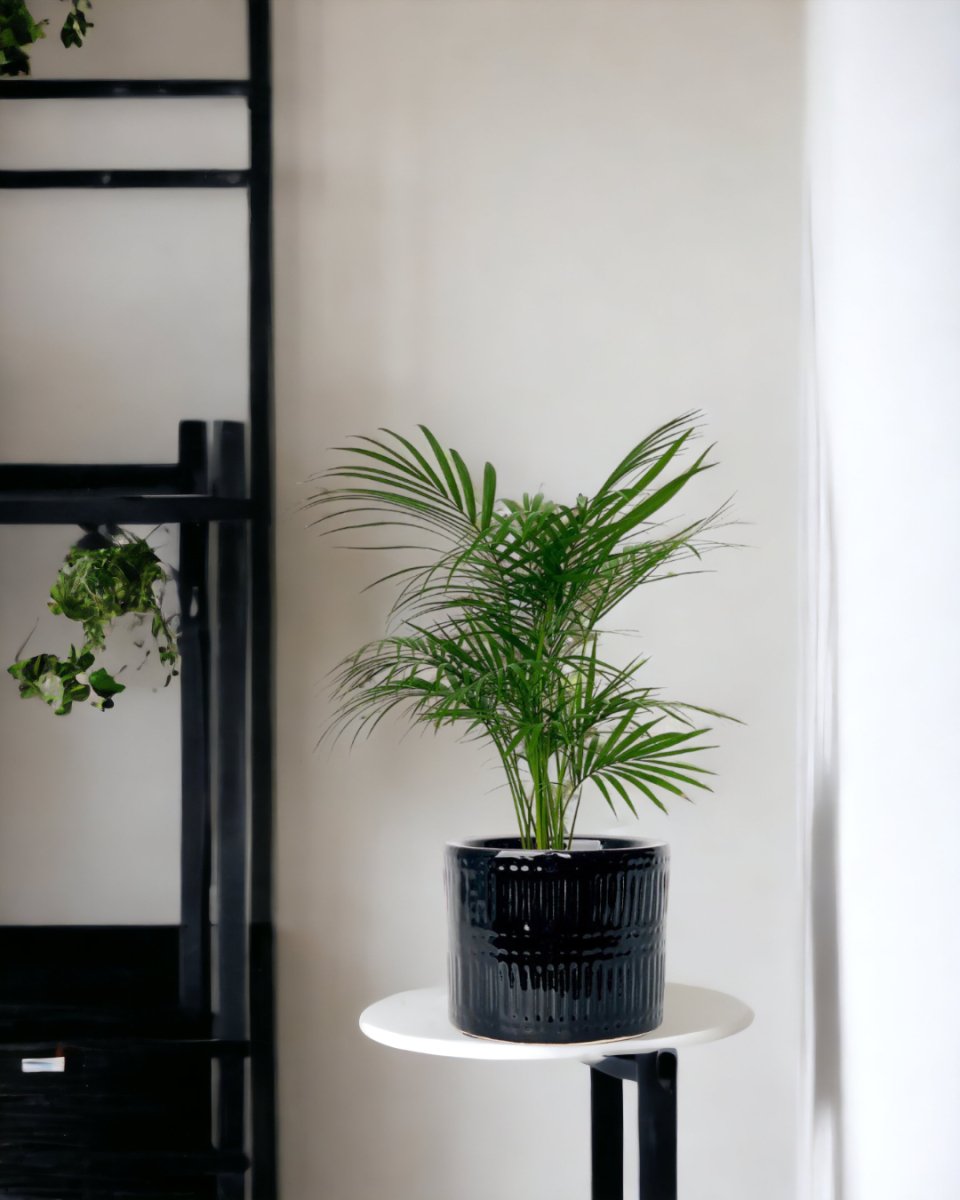 Java Palm - black pocky pot - Potted plant - Tumbleweed Plants - Online Plant Delivery Singapore