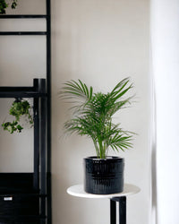 Java Palm - black pocky pot - Potted plant - Tumbleweed Plants - Online Plant Delivery Singapore