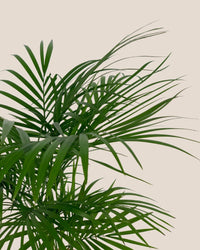 Java Palm - black pocky pot - Potted plant - Tumbleweed Plants - Online Plant Delivery Singapore