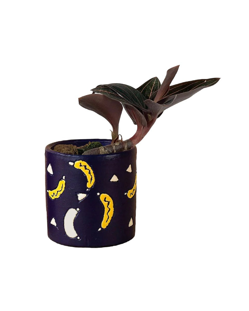 Jewel Orchid paired with banana pot - blue