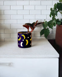 Jewel Orchid paired with banana pot - blue