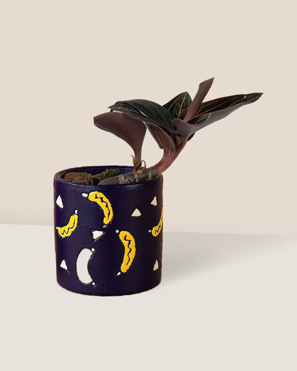 Jewel Orchid paired with banana pot - blue
