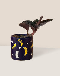 Jewel Orchid paired with banana pot - blue