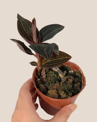 Jewel Orchid
