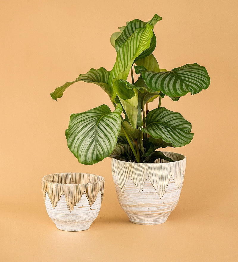 Kaia Planter