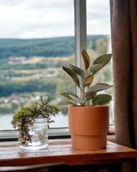 Kalanchoe Orgyalis ‘Copper Spoons’ - plinth pot - chestnut - Just plant - Tumbleweed Plants - Online Plant Delivery Singapore