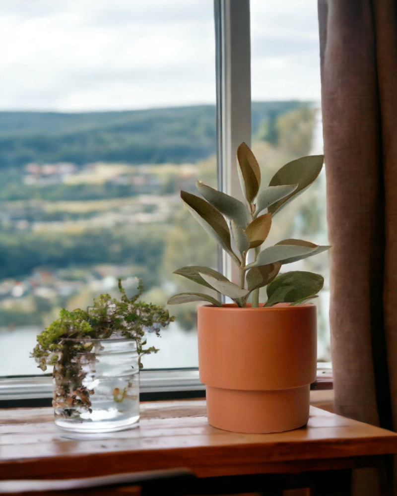 Kalanchoe Orgyalis ‘Copper Spoons’ - plinth pot - chestnut - Just plant - Tumbleweed Plants - Online Plant Delivery Singapore
