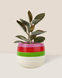 Kalanchoe Orgyalis ‘Copper Spoons’ - poppy color planter - ariel - Just plant - Tumbleweed Plants - Online Plant Delivery Singapore