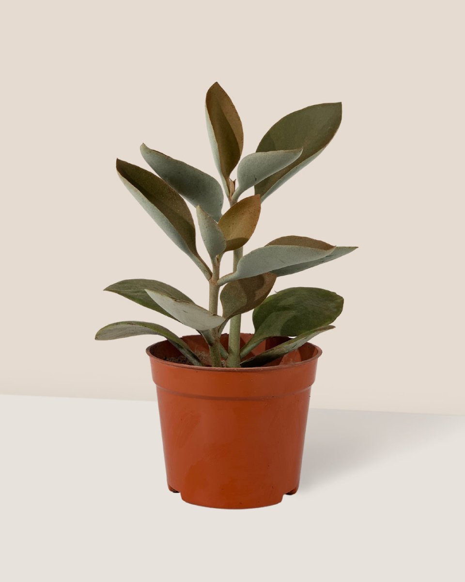 Kalanchoe Orgyalis ‘Copper Spoons’ - grow pot - Just plant - Tumbleweed Plants - Online Plant Delivery Singapore