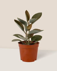 Kalanchoe Orgyalis ‘Copper Spoons’ - grow pot - Just plant - Tumbleweed Plants - Online Plant Delivery Singapore