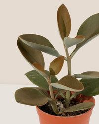 Kalanchoe Orgyalis ‘Copper Spoons’ - grow pot - Just plant - Tumbleweed Plants - Online Plant Delivery Singapore