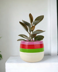 Kalanchoe Orgyalis ‘Copper Spoons’ - poppy color planter - ariel - Just plant - Tumbleweed Plants - Online Plant Delivery Singapore