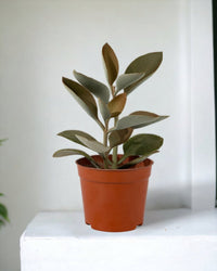 Kalanchoe Orgyalis ‘Copper Spoons’ - grow pot - Just plant - Tumbleweed Plants - Online Plant Delivery Singapore