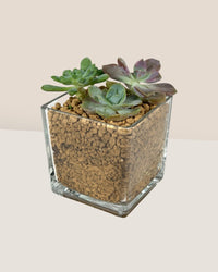 Krystal Glass Cube Planter (Hydro Friendly) - small - Pot - Tumbleweed Plants - Online Plant Delivery Singapore
