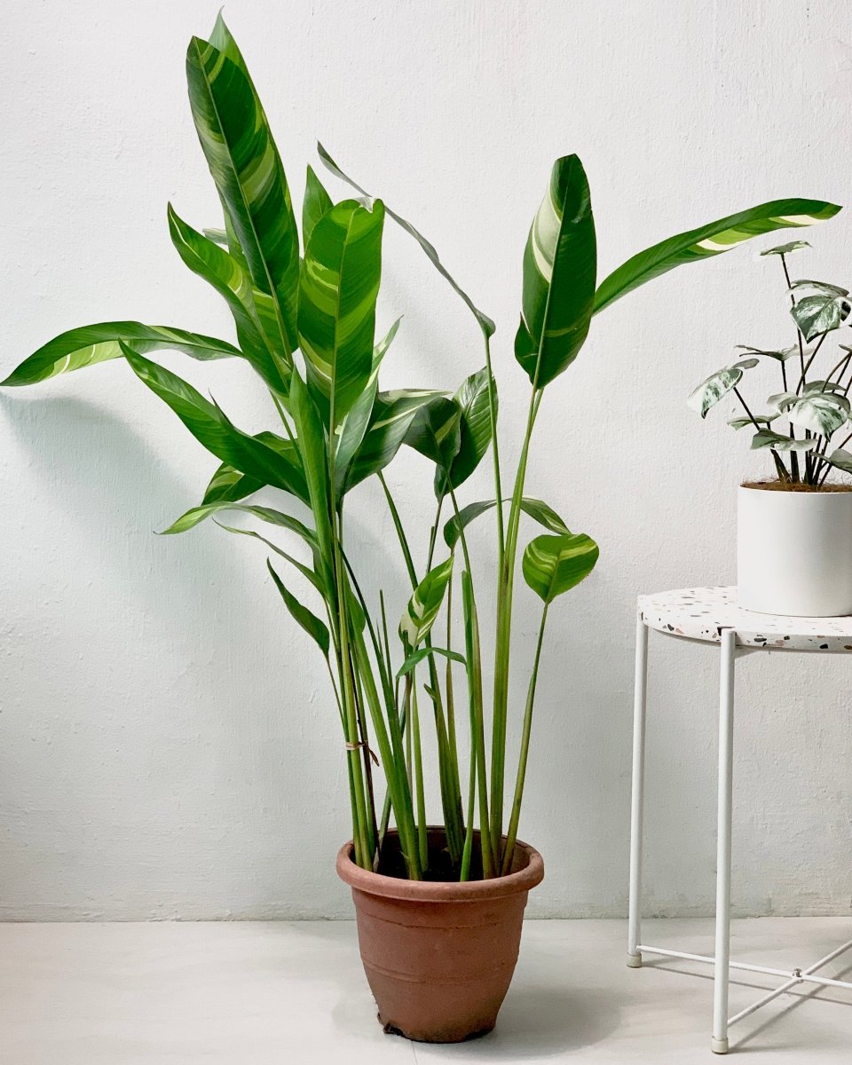 Lady Di Heliconia (Variegated) - grow pot - Potted plant - Tumbleweed Plants - Online Plant Delivery Singapore