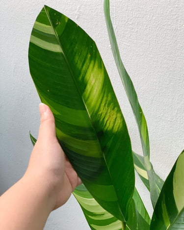 Lady Di Heliconia (Variegated) - grow pot - Potted plant - Tumbleweed Plants - Online Plant Delivery Singapore