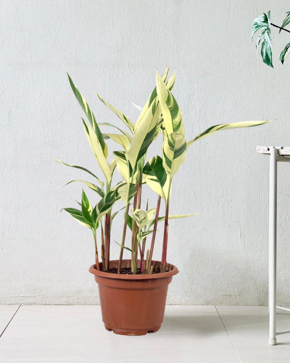 Lady Di Heliconia (Variegated) - 60-70cm - Potted plant - Tumbleweed Plants - Online Plant Delivery Singapore