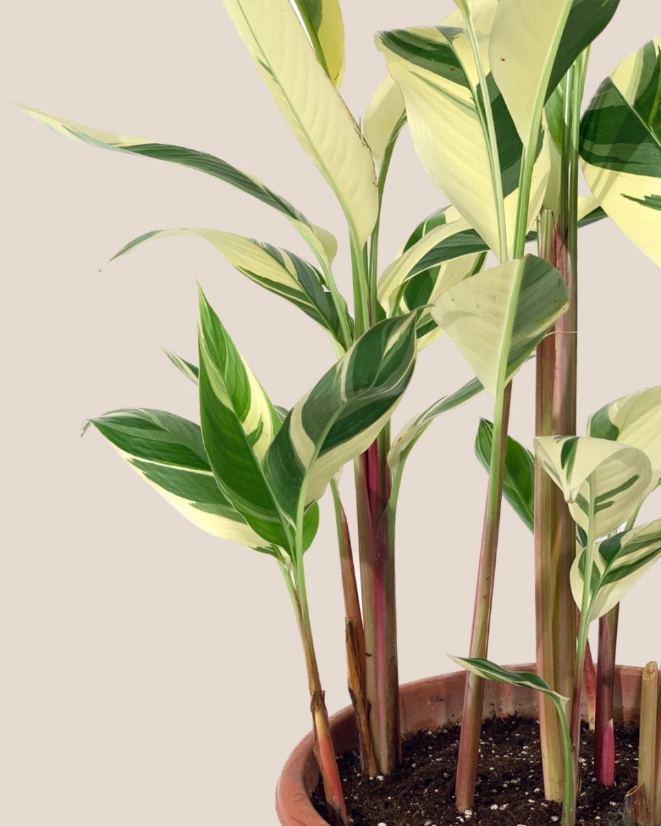 Lady Di Heliconia (Variegated) - 60-70cm - Potted plant - Tumbleweed Plants - Online Plant Delivery Singapore