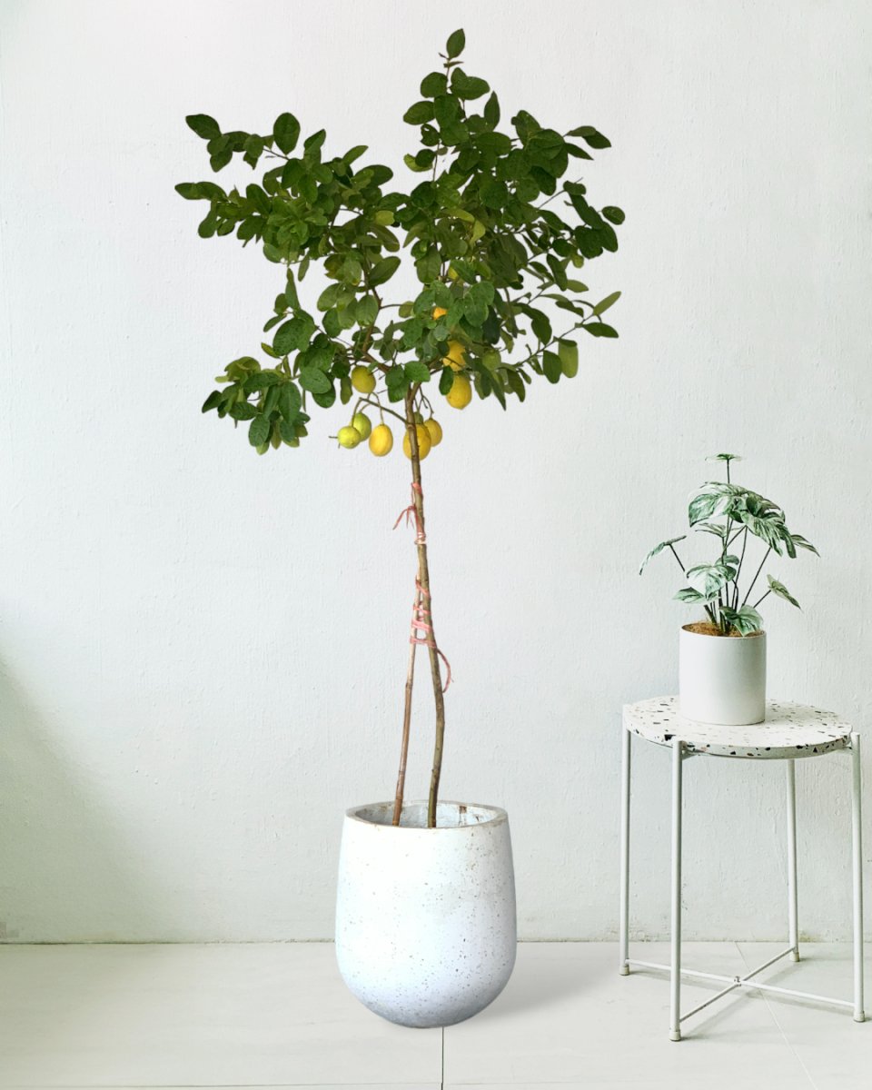 Lemon Tree (1.5-1.8 m) - tulip pots - white - Potted plant - Tumbleweed Plants - Online Plant Delivery Singapore