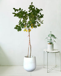 Lemon Tree (1.5-1.8 m) - tulip pots - white - Potted plant - Tumbleweed Plants - Online Plant Delivery Singapore
