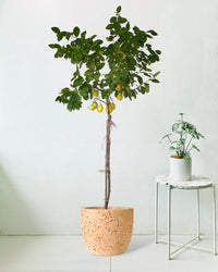 Lemon Tree (1.5-1.8 m) paired with XL Egg Pots (Pink)