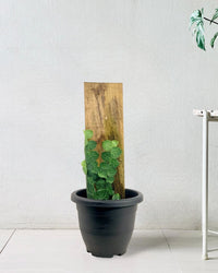 Rhaphidophora Cryptantha - grow pot - Potted plant - Tumbleweed Plants - Online Plant Delivery Singapore