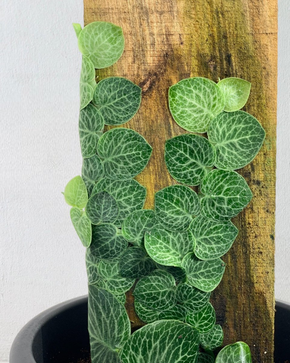 Rhaphidophora Cryptantha - grow pot - Potted plant - Tumbleweed Plants - Online Plant Delivery Singapore