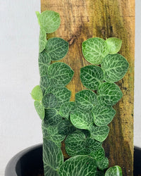 Rhaphidophora Cryptantha - grow pot - Potted plant - Tumbleweed Plants - Online Plant Delivery Singapore