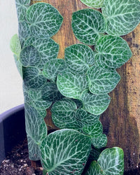 Rhaphidophora Cryptantha - grow pot - Potted plant - Tumbleweed Plants - Online Plant Delivery Singapore