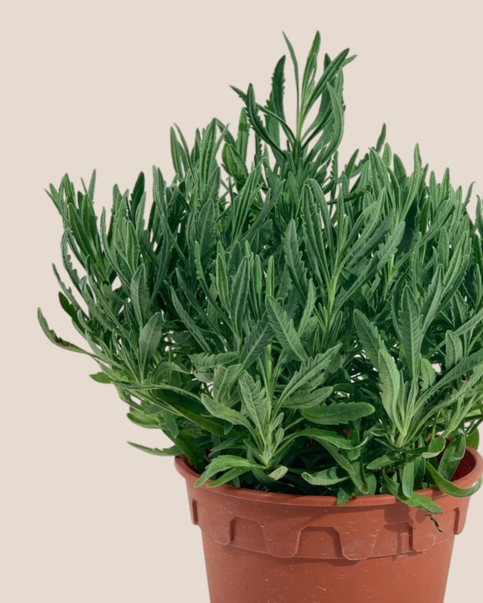 Lavender - grow pot - Potted plant - Tumbleweed Plants - Online Plant Delivery Singapore