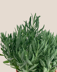 Lavender - grow pot - Potted plant - Tumbleweed Plants - Online Plant Delivery Singapore