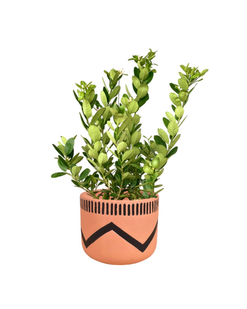 Lemon tree (0.7 - 1.0m) - charlie pot - Potted plant - Tumbleweed Plants - Online Plant Delivery Singapore