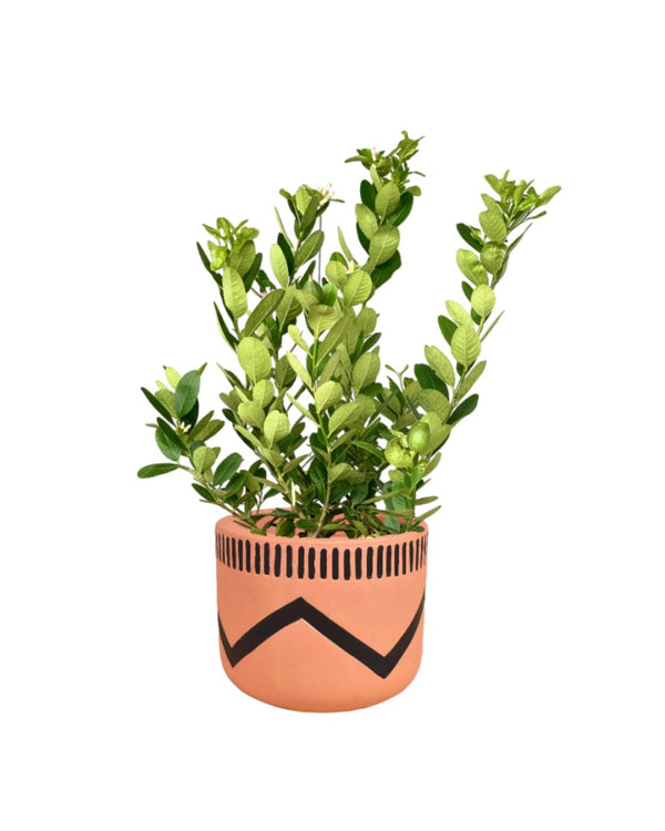 Lemon tree (0.7 - 1.0m) - charlie pot - Potted plant - Tumbleweed Plants - Online Plant Delivery Singapore