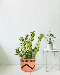 Lemon tree (0.7 - 1.0m) - charlie pot - Potted plant - Tumbleweed Plants - Online Plant Delivery Singapore
