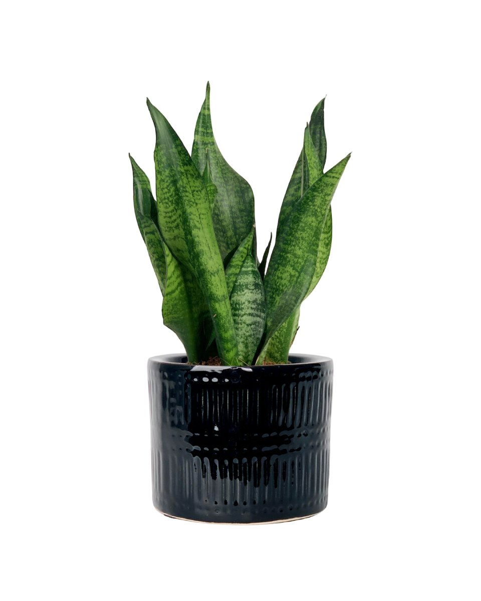 Little Sansevieria Zeylanica paired with pocky pot - black