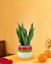 Little Sansevieria Zeylanica paired with poppy color planter - ariel