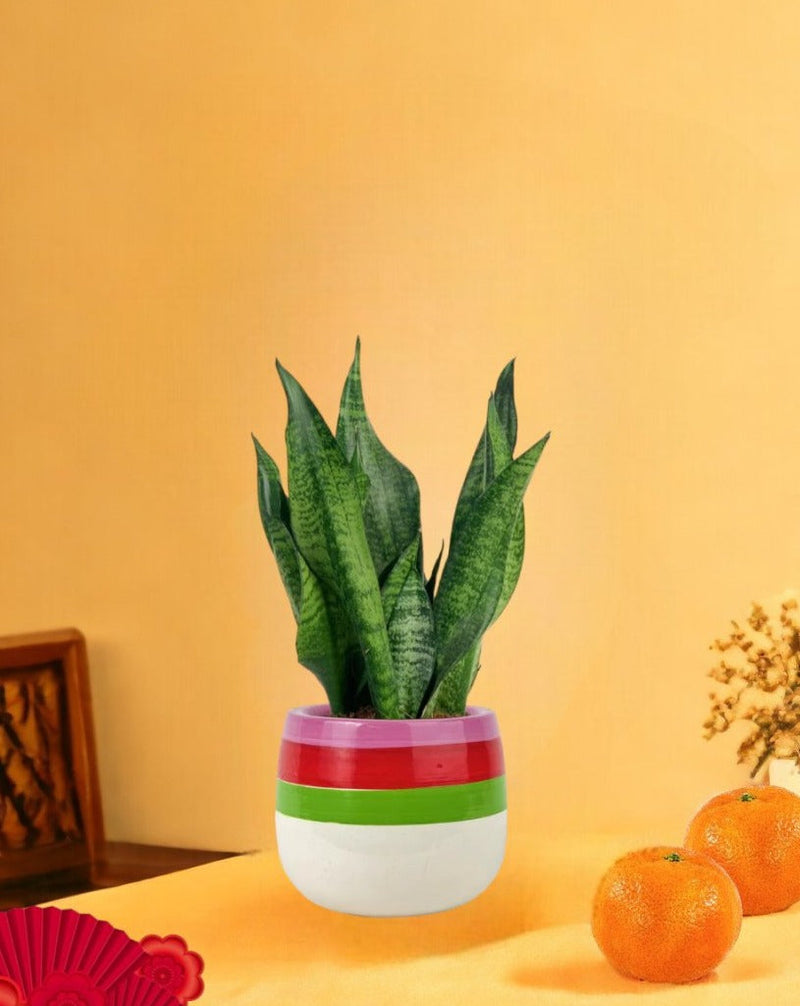 Little Sansevieria Zeylanica paired with poppy color planter - ariel