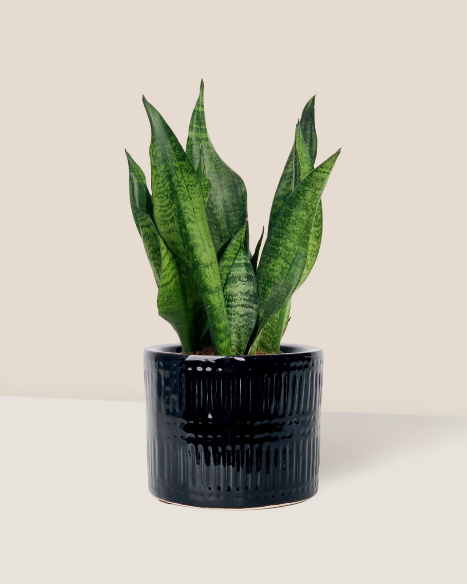 Little Sansevieria Zeylanica paired with pocky pot - black