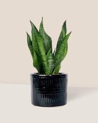 Little Sansevieria Zeylanica paired with pocky pot - black