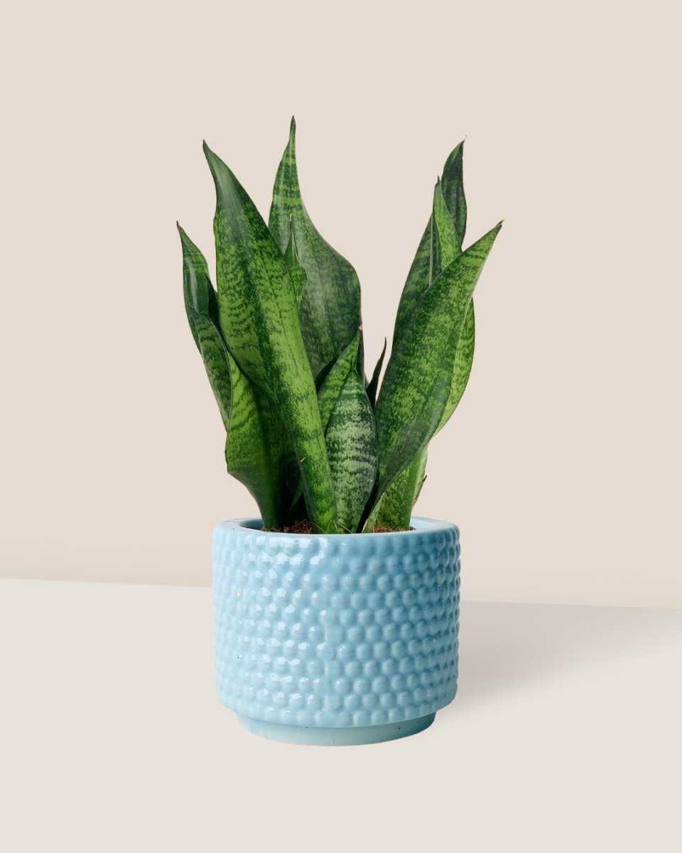 Little Sansevieria Zeylanica paired with blue bubble pot