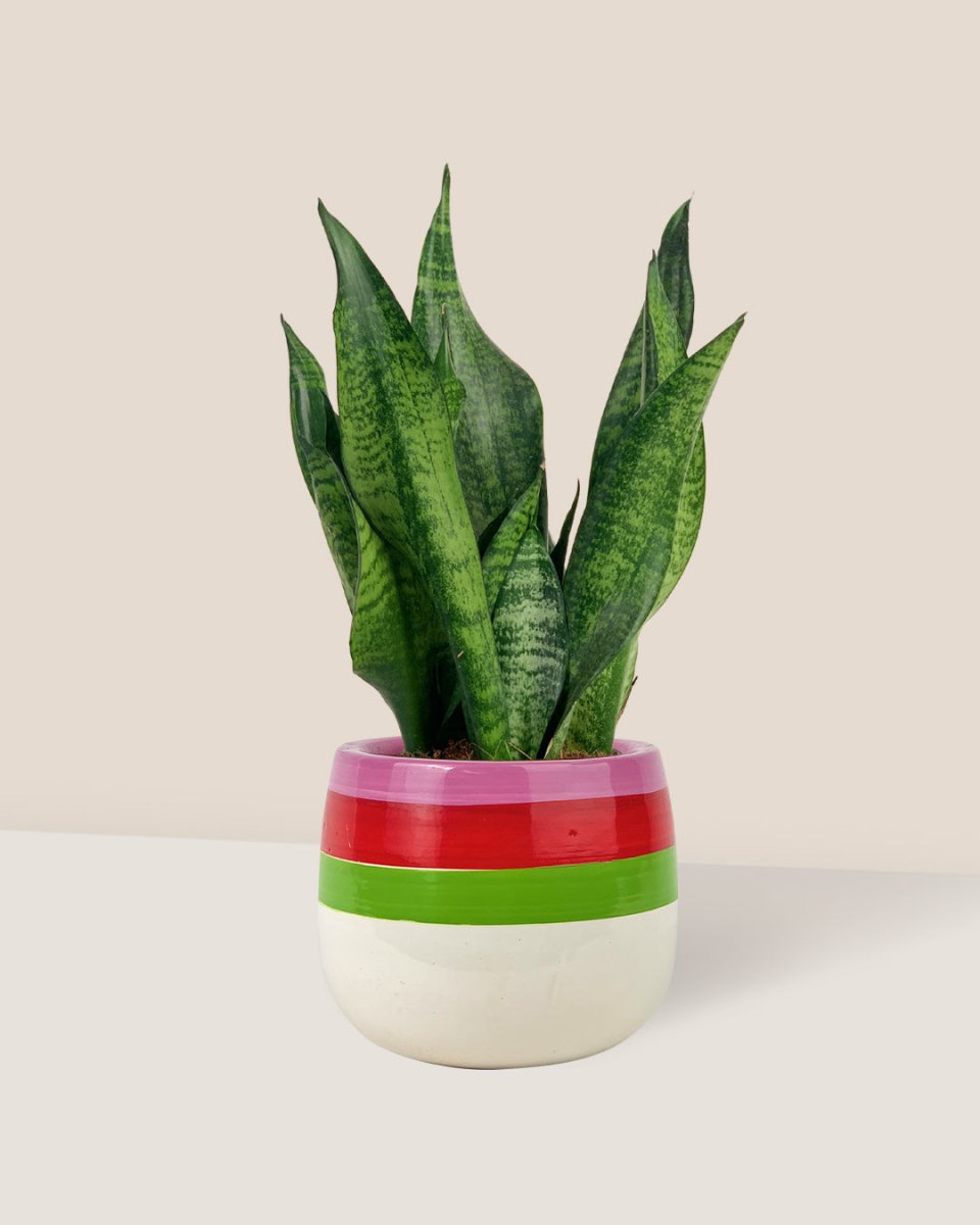 Little Sansevieria Zeylanica paired with poppy color planter - ariel