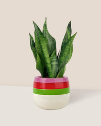 Little Sansevieria Zeylanica paired with poppy color planter - ariel