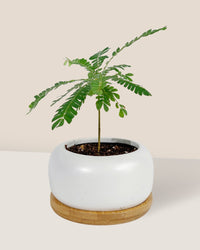 Little Tree Plant 'Biophytum sensitivum' - Potted plant - Tumbleweed Plants - Online Plant Delivery Singapore