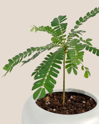 Little Tree Plant 'Biophytum sensitivum' - Potted plant - Tumbleweed Plants - Online Plant Delivery Singapore