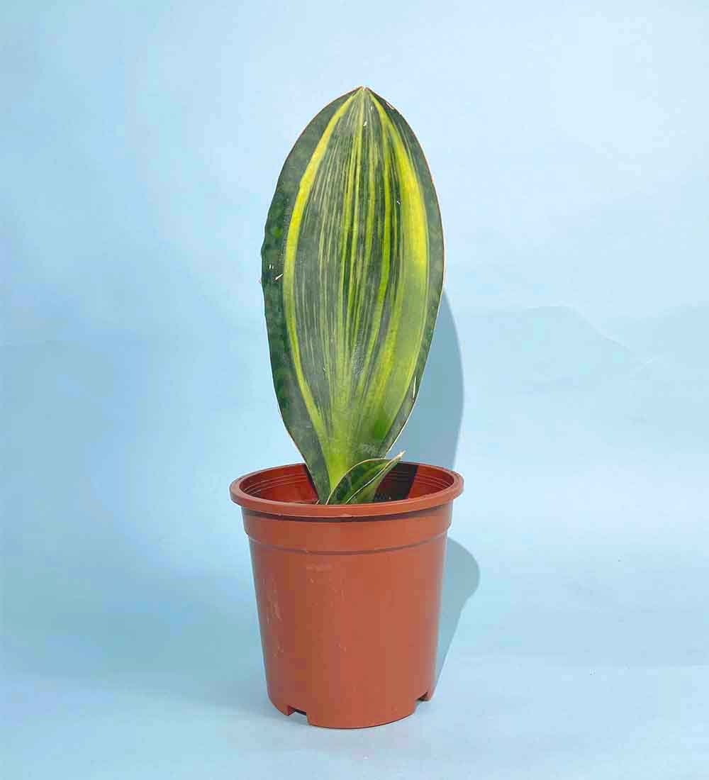 Whale Fin Snake Plant - plastic pot - Just plant - Tumbleweed Plants - Online Plant Delivery Singapore